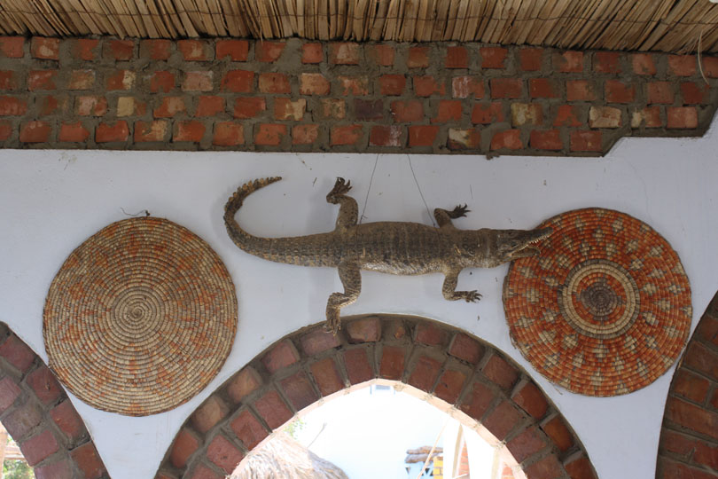 Crocodile on an Indoor Wall