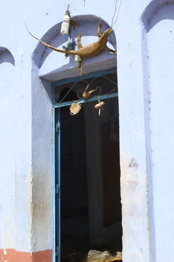 Crocodile Mounted Above a Door