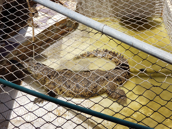 Crocodile in a Terrarium